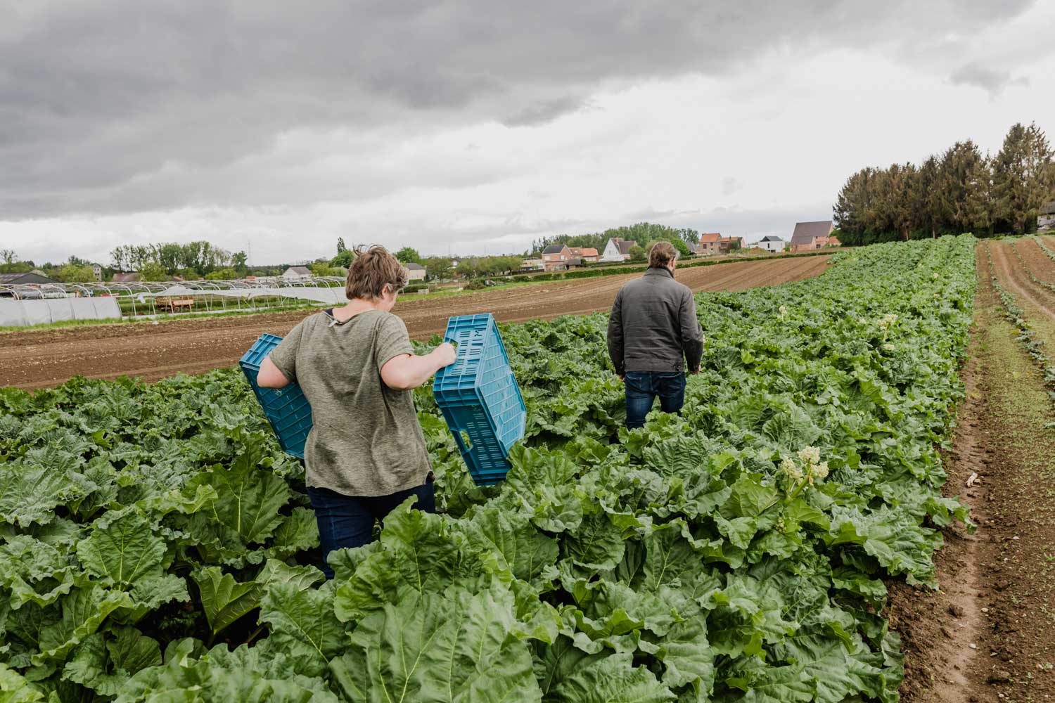 Het verhaal van biologisch tuinbedrijf Aardevol in Tongeren