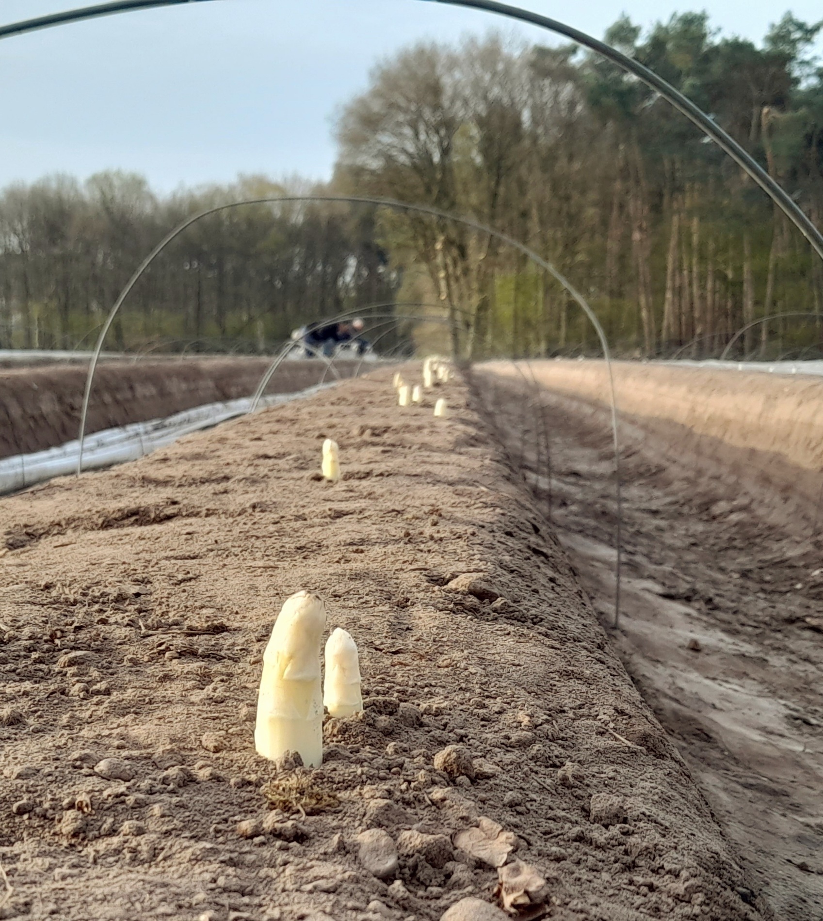 Het verhaal van Aspergebedrijf Knoops
