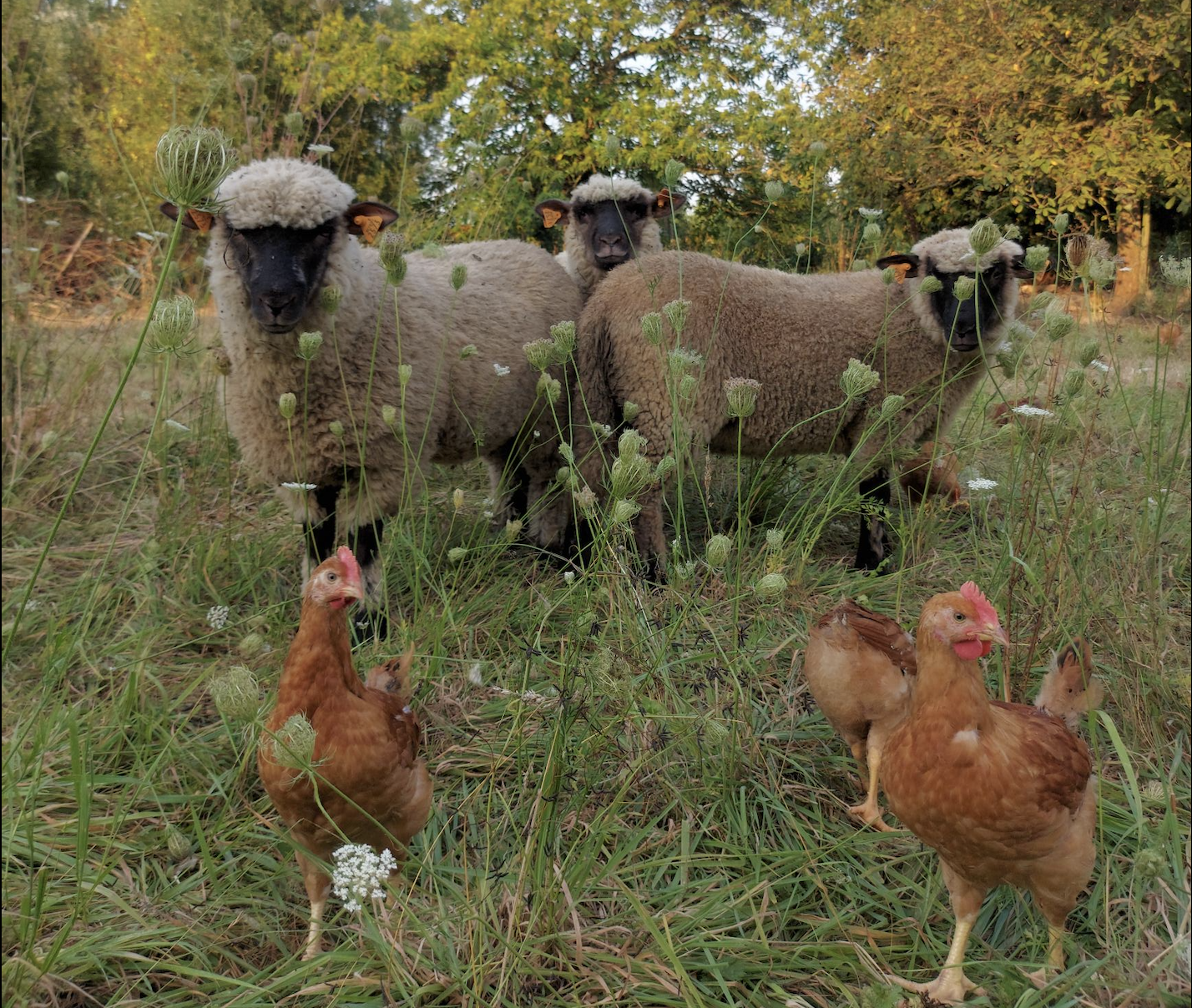 Het verhaal van Bioboerderij De Kleinaart