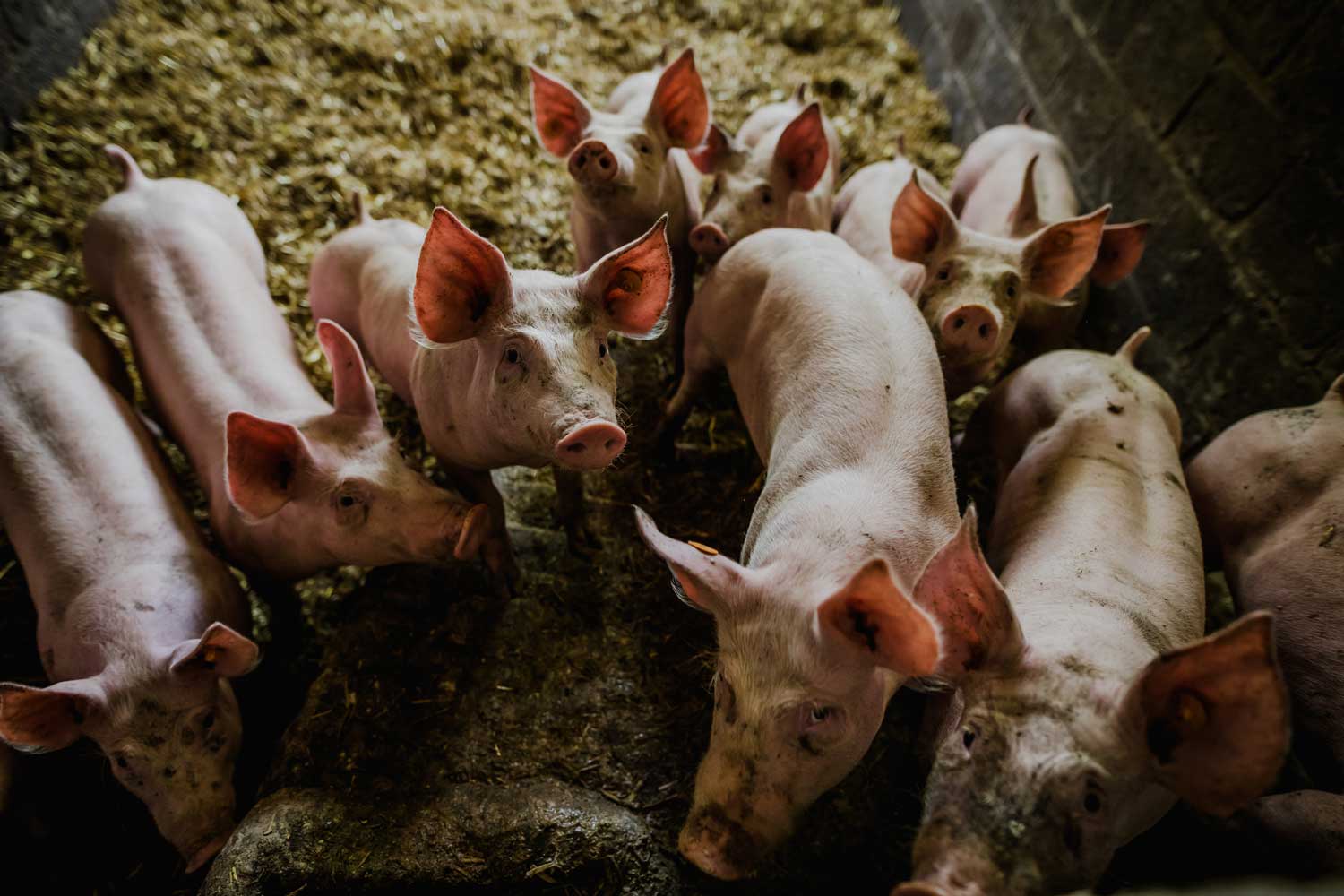 Het verhaal van Hoeveslagerij De Mot in Wellen