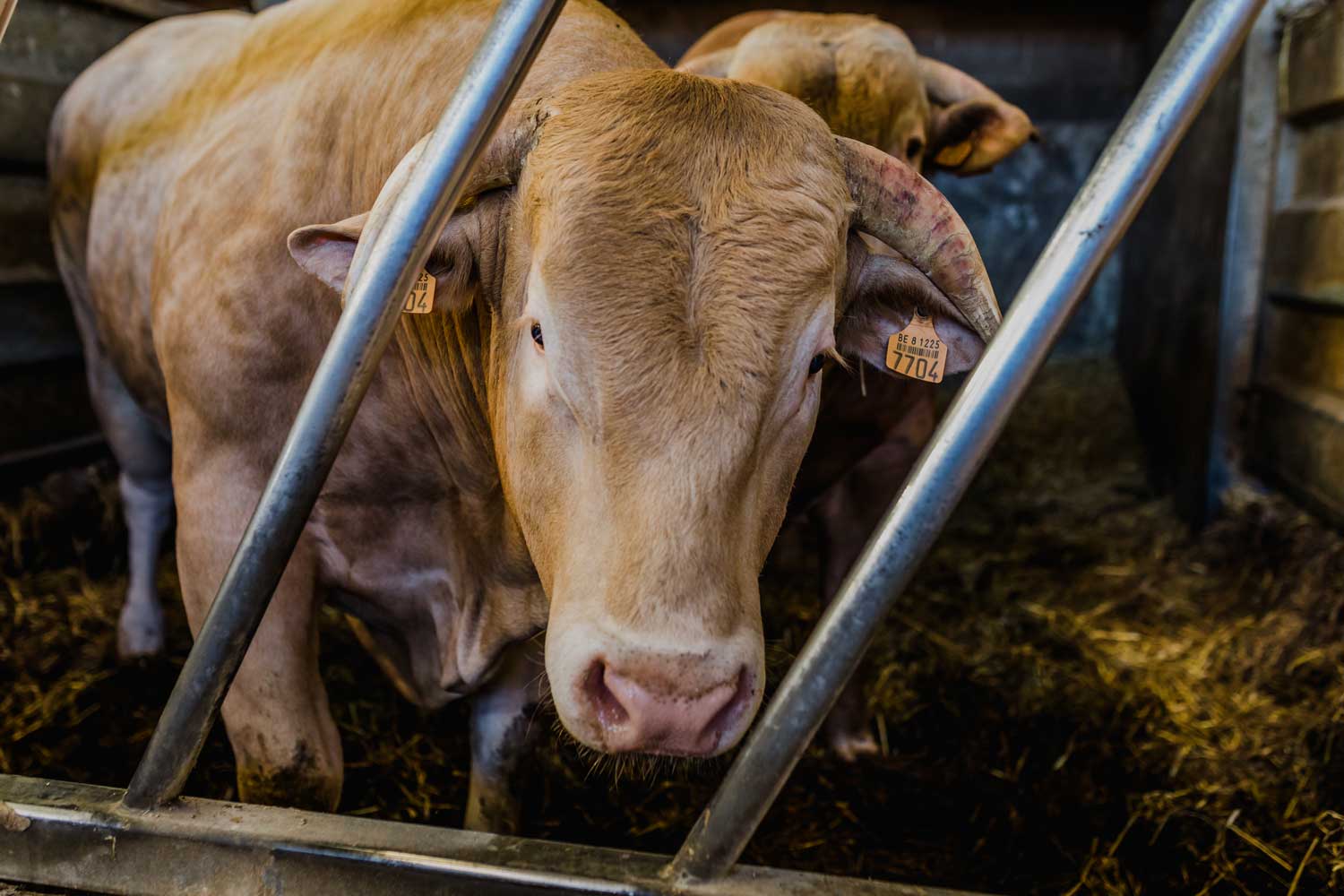 Het verhaal van slagerij De Vleeshoeve in Borgloon