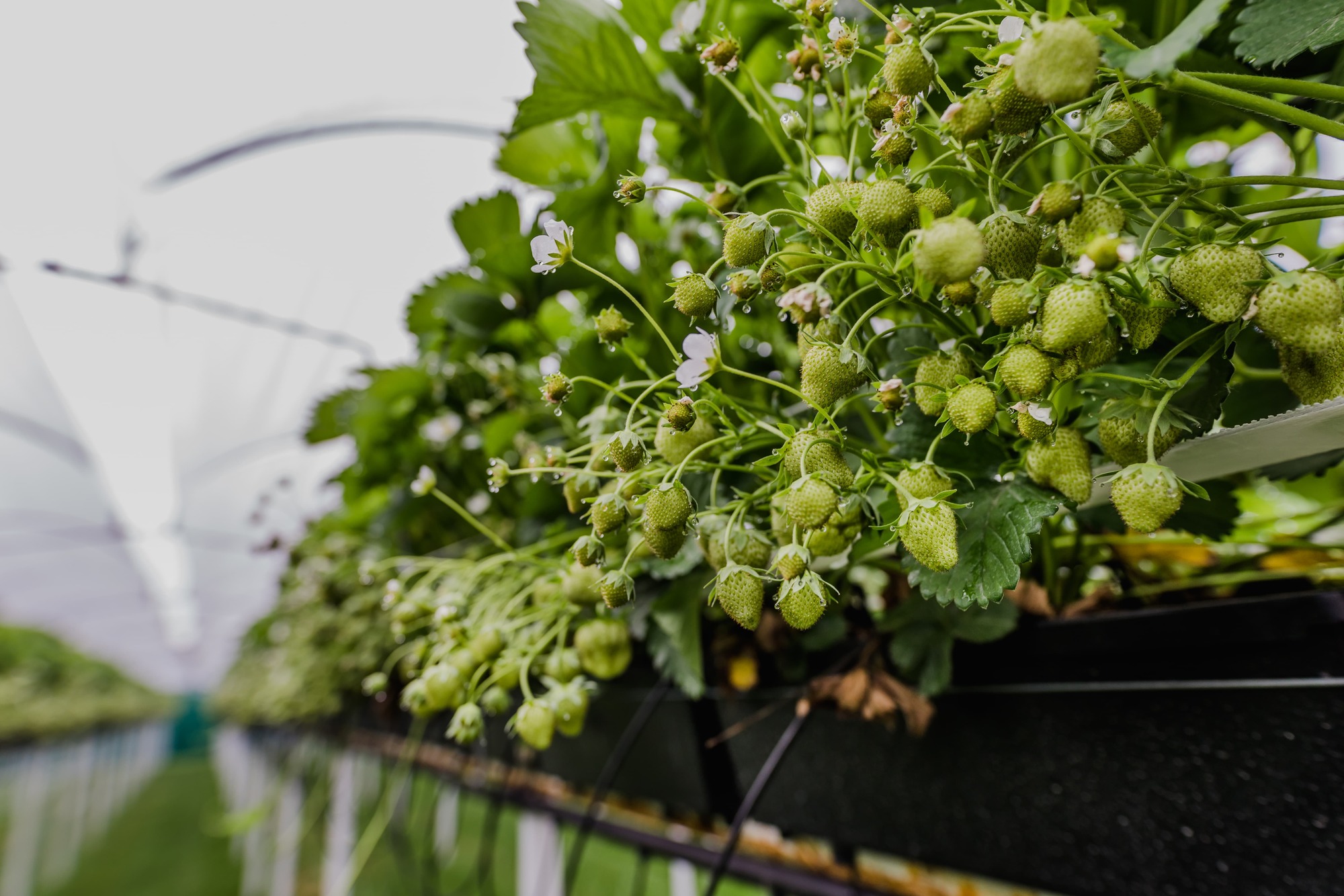Het verhaal van fruitbedrijf Châtes Winning in Riemst