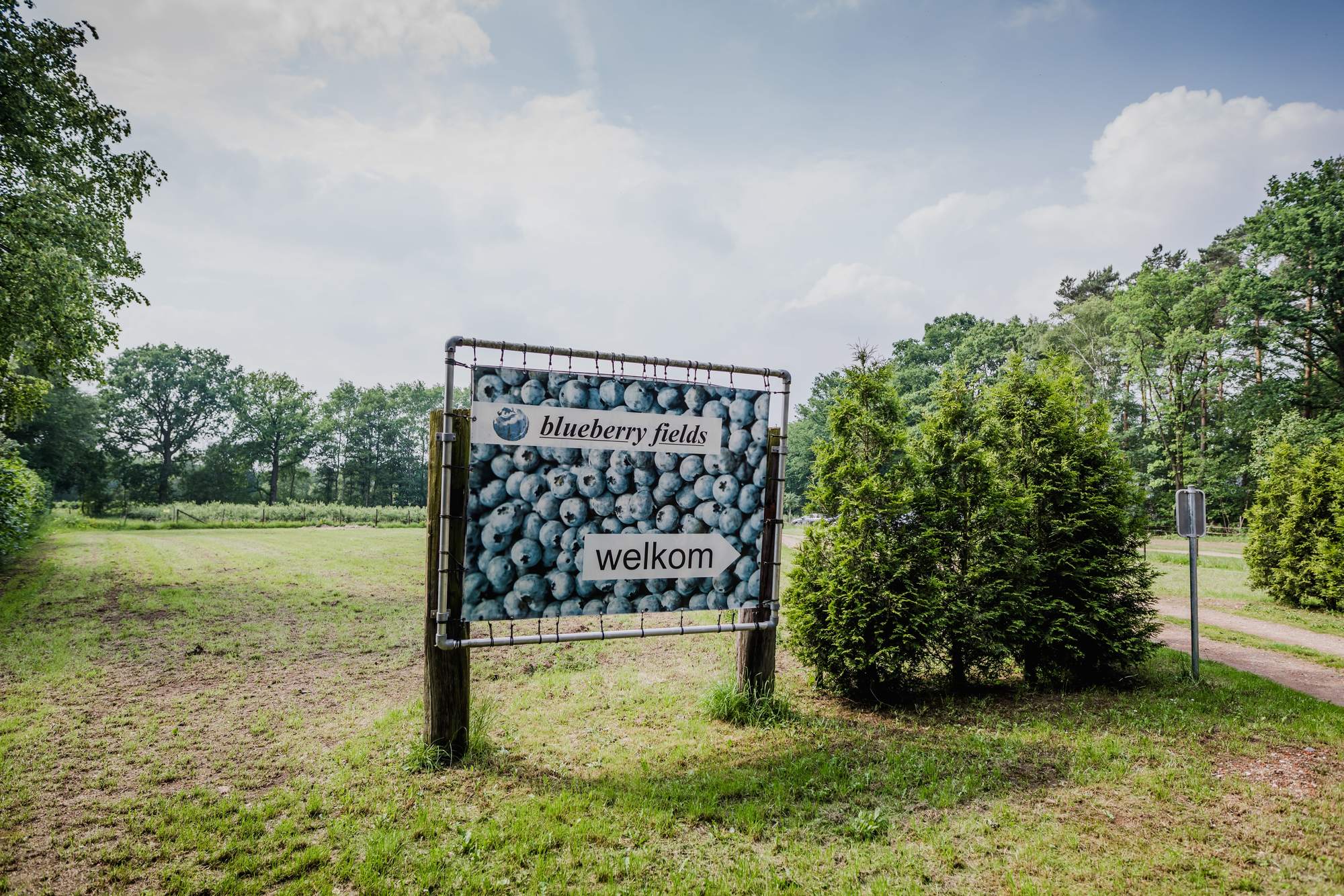 Het verhaal van Blueberry Fields in Koersel