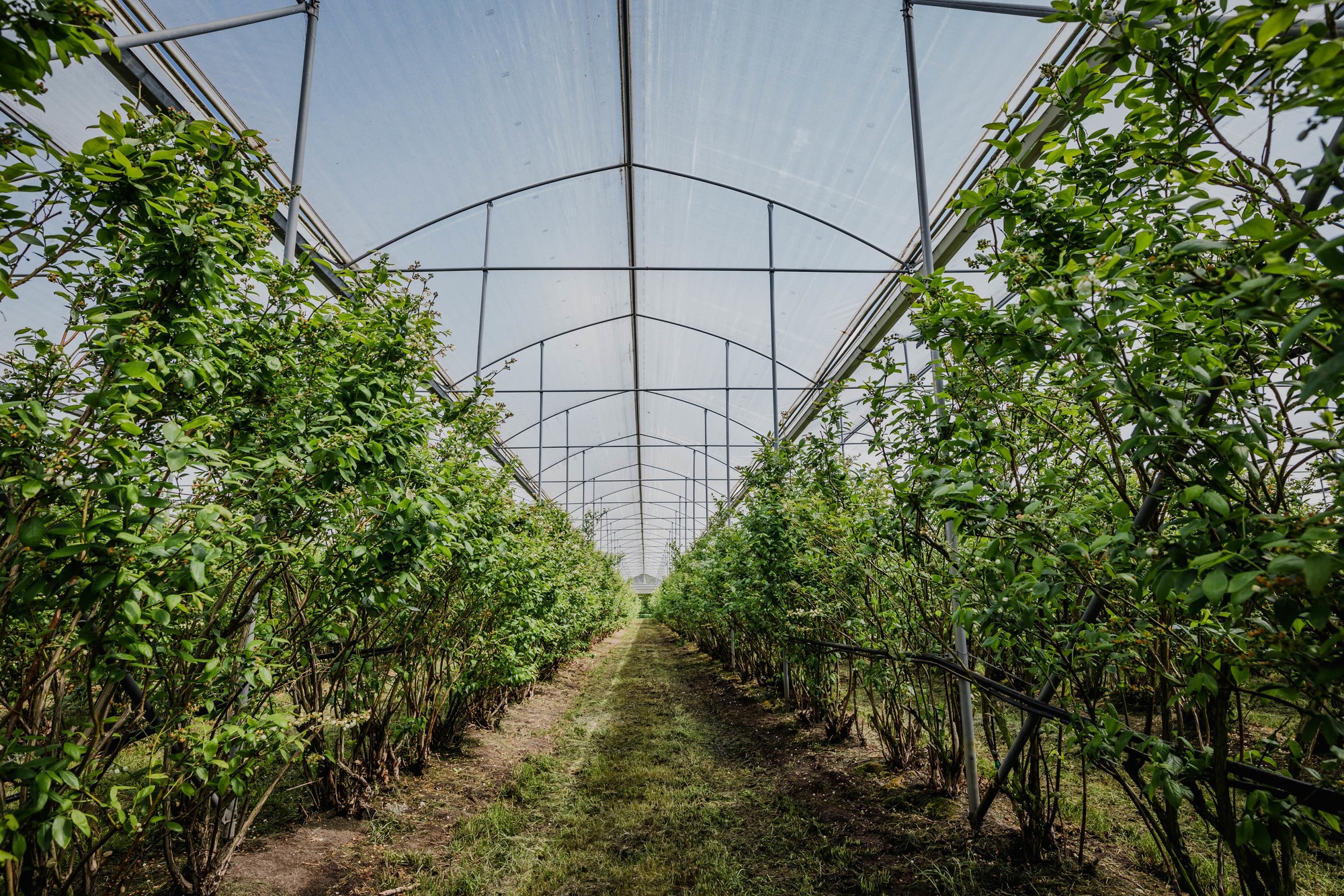 Het verhaal van blauwe bessenplantage Schrijnwerkers in Meeuwen-Gruitrode