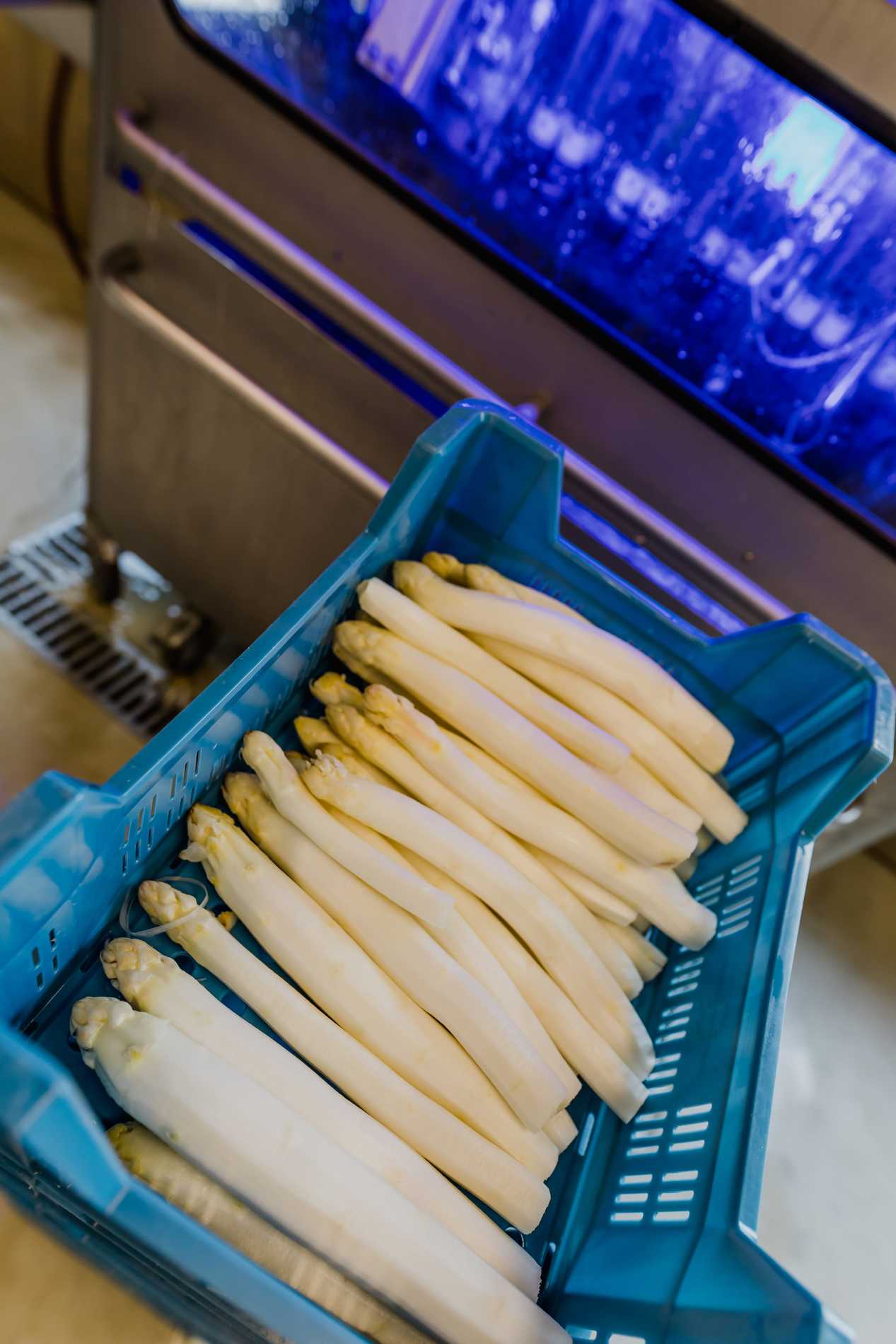 Het verhaal van aspergekwekerij Het Bommesaarke in Kinrooi