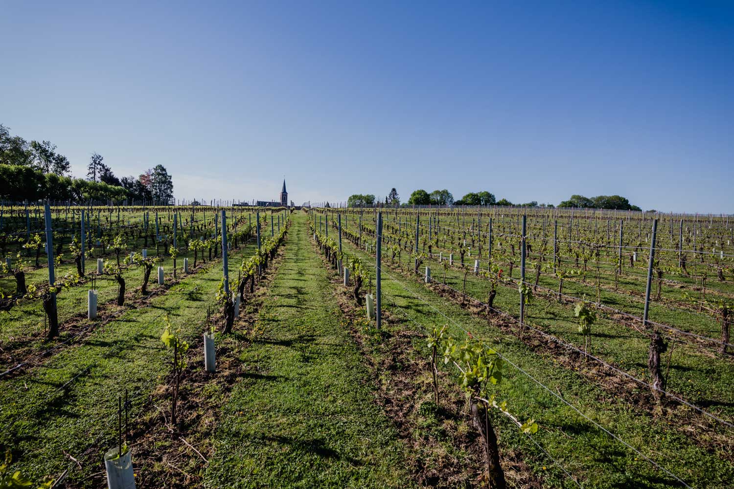 Het verhaal van wijnkasteel Genoels-Elderen in Riemst