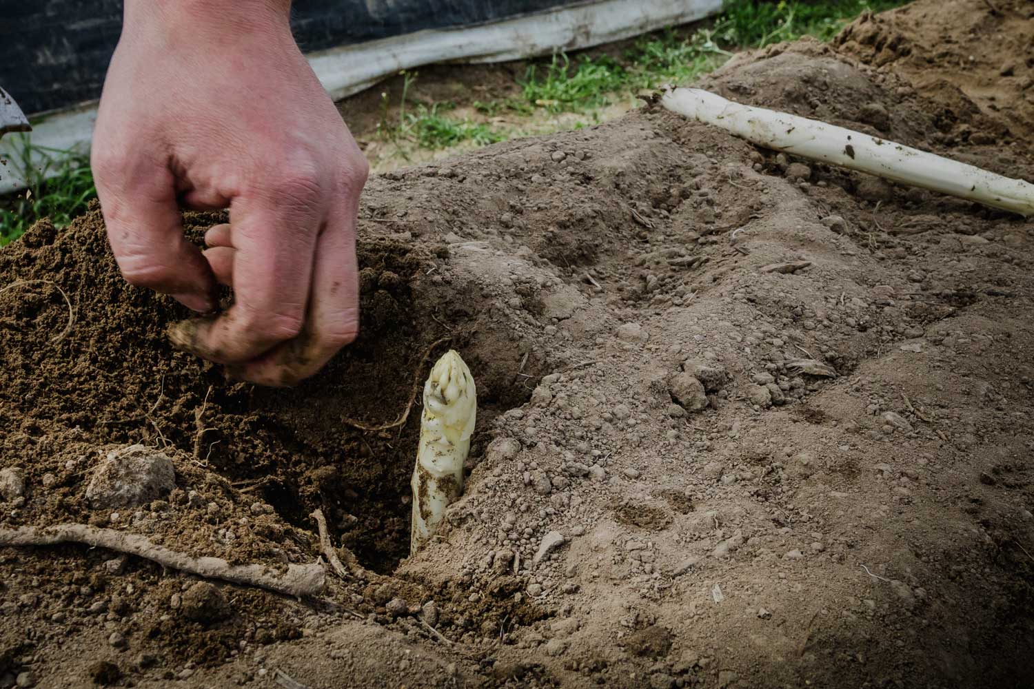 Het verhaal van Aspergehoeve Lavrijsen in Herk-de-Stad