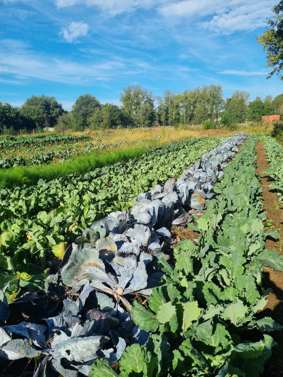Het verhaal van Bioboerderij Mangelmoes
