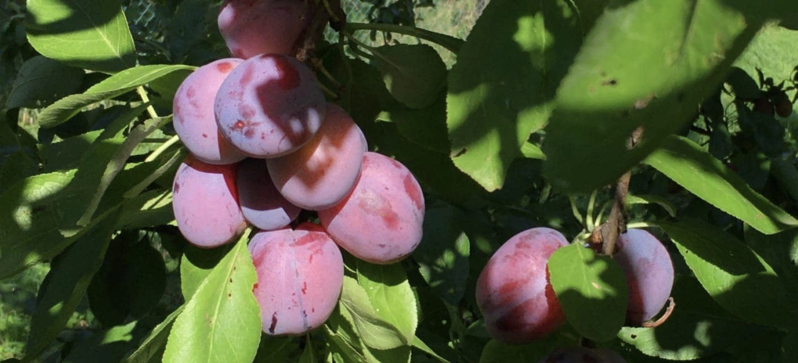 Het verhaal van Bioboerderij De Kleinaart