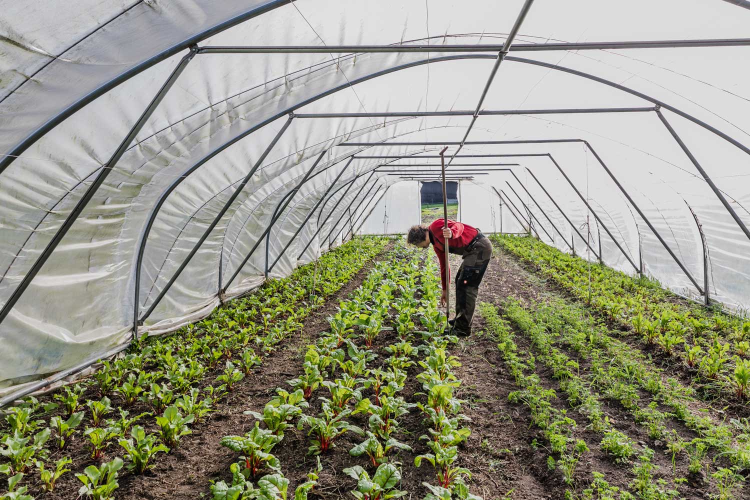 Het verhaal van bioboer Het Vrije Veld in Zutendaal