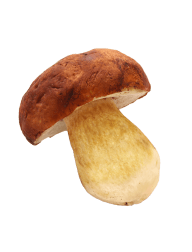 Eekhoorntjesbrood (Porcini)