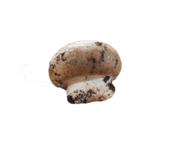 Grotchampignon