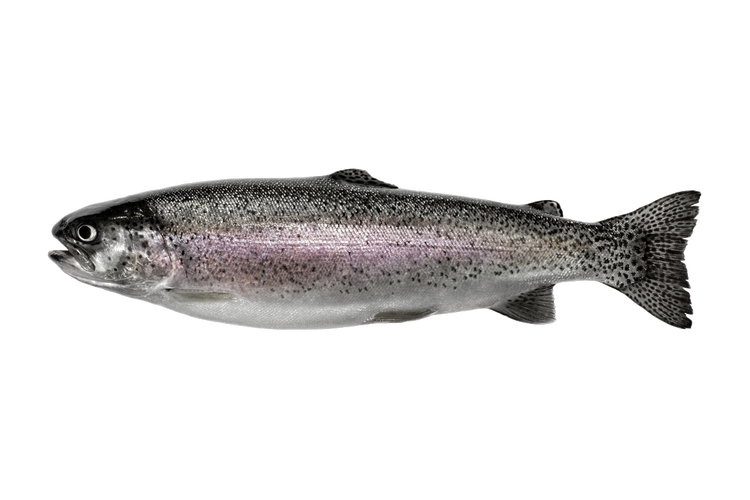 Voerense forel