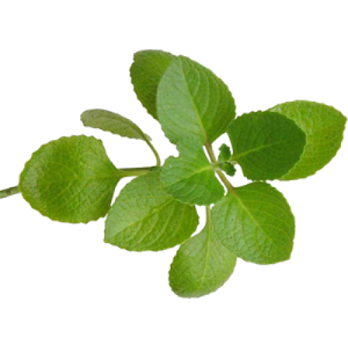 Oregano
