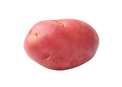 Bildtstar