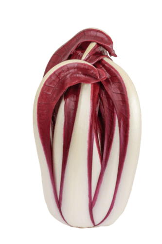 Roodlof (Radicchio rosso)
