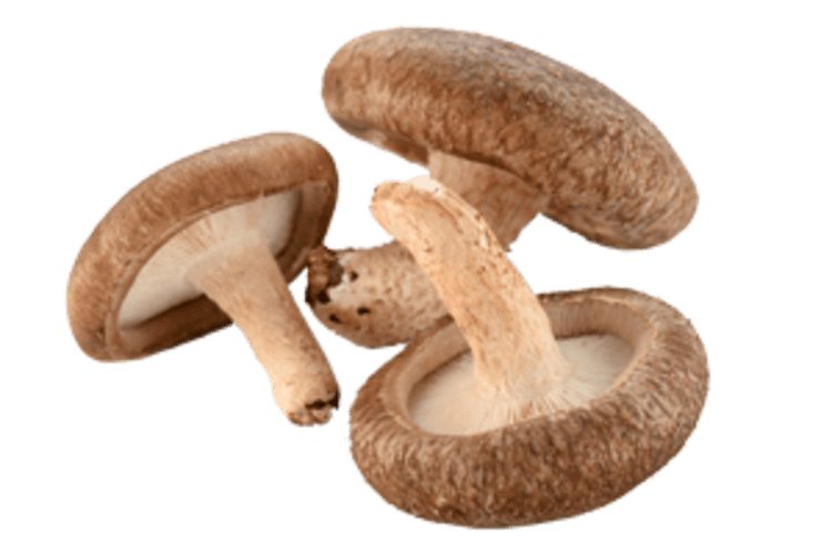 Shiitake