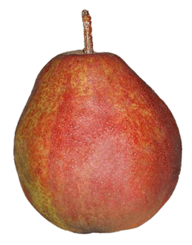 Rode Doyenné Van Doorn (Sweet Sensation)