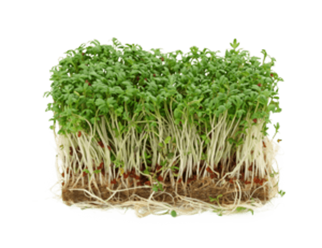 Tuinkers