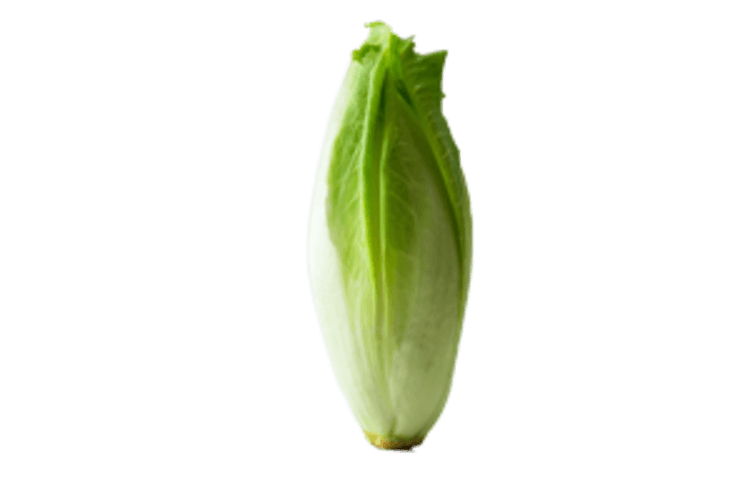 Witloof