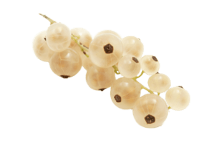Witte bes