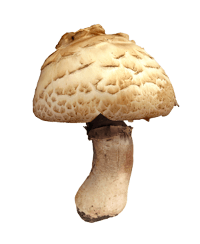 Witte reuzenchampignon